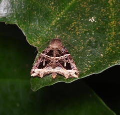 Avatha rufiscripta