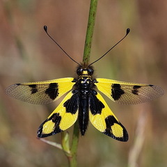 Libelloides macaronius