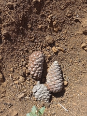 Cronartium conigenum