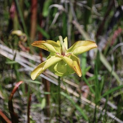 Sarracenia alata