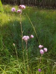 Campuloclinium macrocephalum