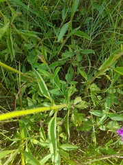 Campuloclinium macrocephalum