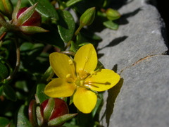 Lysimachia serpyllifolia
