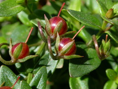 Lysimachia serpyllifolia