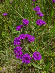 Verbena