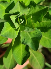 Euphorbia helioscopia