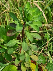 Euphorbia helioscopia