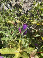 Echium sabulicola decipiens