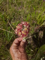 Helichrysum appendiculatum