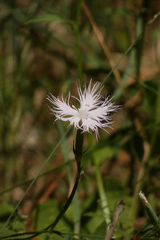 Dianthus hyssopifolius