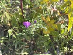 Echium sabulicola decipiens