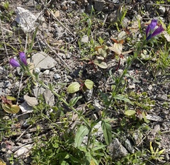 Echium sabulicola decipiens