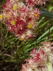 Helichrysum appendiculatum