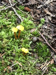 Hygrocybe
