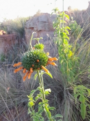Leonotis
