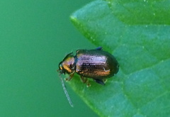 Crepidodera aurea