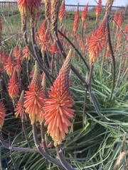 Kniphofia uvaria