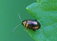 Crepidodera aurea