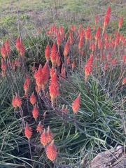 Kniphofia uvaria