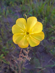 Oenothera affinis