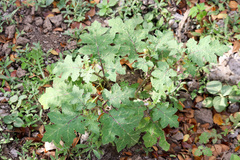 Solanum campechiense