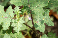 Solanum campechiense