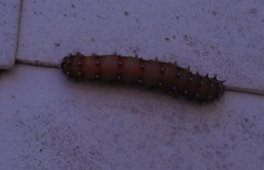 Saturnia pyri