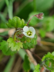 Veronica cymbalaria