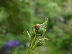 Harmonia axyridis