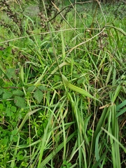 Paspalum dilatatum