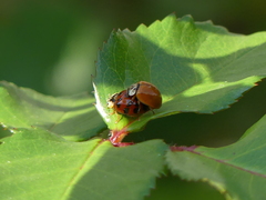 Harmonia axyridis