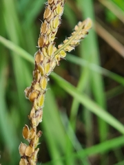 Paspalum dilatatum