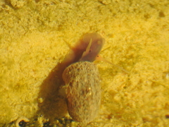 Planorbarius metidjensis