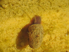 Planorbarius metidjensis