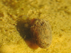 Planorbarius metidjensis