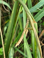 Paspalum dilatatum