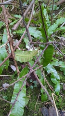 Asplenium scolopendrium