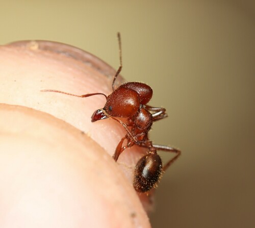 Pheidole gouldiPheidole gouldi