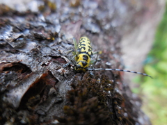 Saperda scalaris