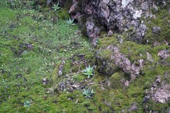 Dudleya lanceolata