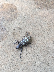 Naupactus bellus
