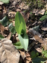 Piperia