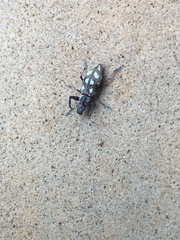 Naupactus bellus
