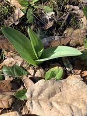 Piperia
