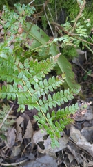 Polystichum setiferum