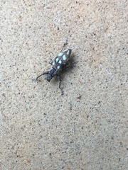 Naupactus bellus