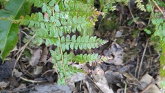 Polystichum setiferum