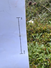 Celmisia angustifolia