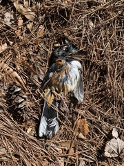 Pipilo erythrophthalmus