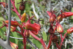 Tylecodon paniculatus